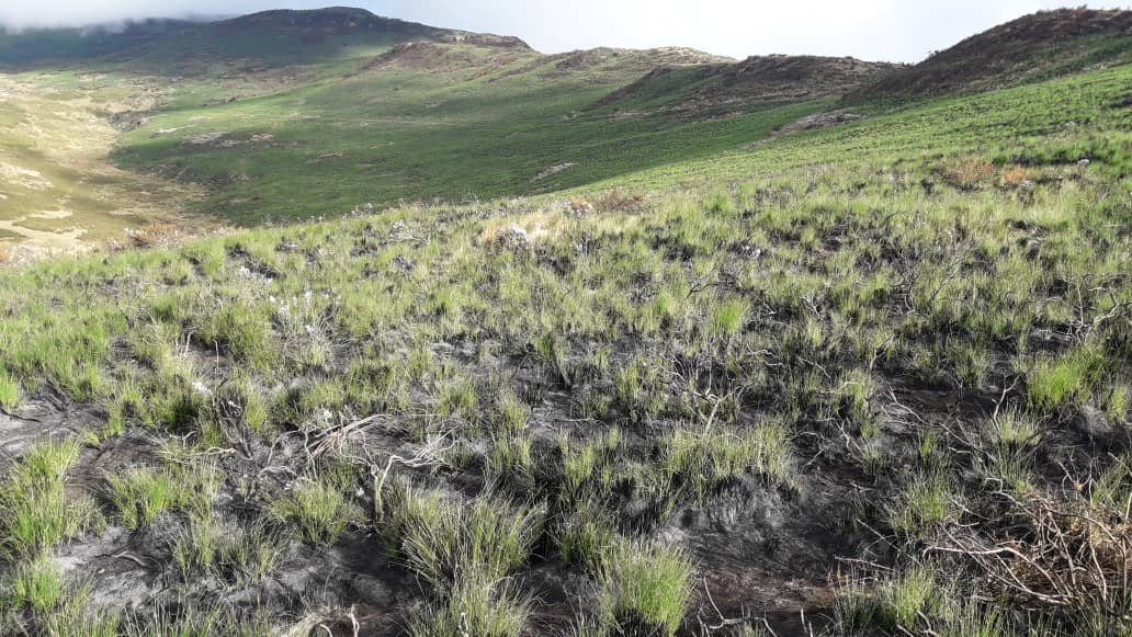 Grass growing from charred ground on a cloudy hillside, Menz Guassa