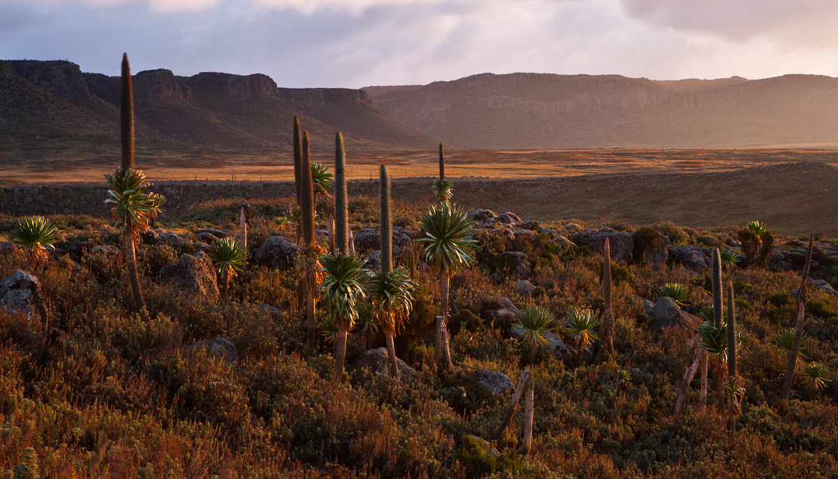 Giant Lobelia in Bale Mountains. Photo: Rebecca Jackrel